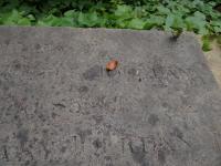 Photo by Michael Brock